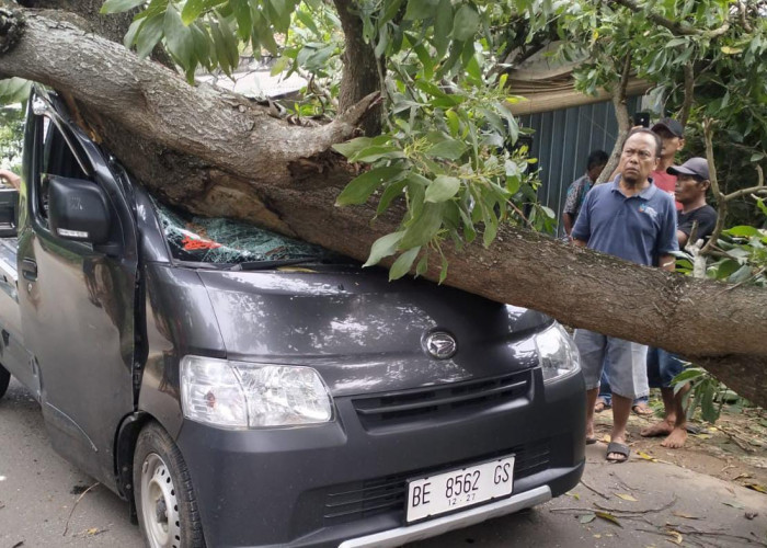 Tertimpa Pohon Tumbang di Metro Utara, Dua Pengendara Mobil Luka-Luka