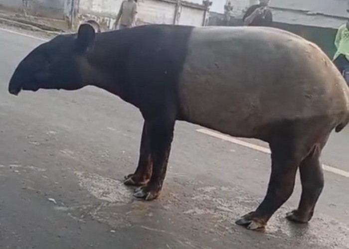 Kemunculan Tapir di Register 45 Mesuji Viral, Warga Diimbau Tetap Waspada