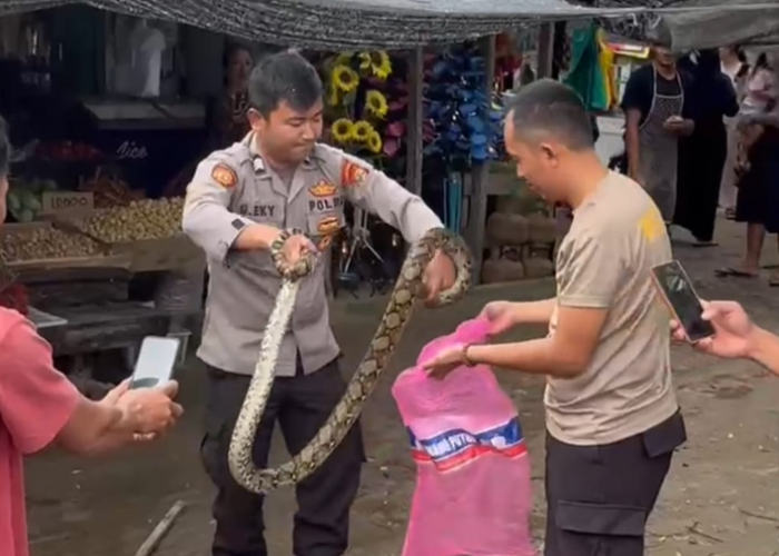 Dua Bhabinkamtibmas Tangkap Ular Piton di Pasar Simpang Pematang Mesuji