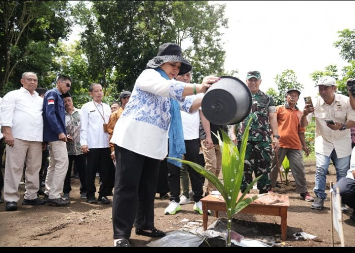 Titiek Soeharto Tanam Kelapa Genjah di Sleman, Dorong Kesejahteraan Petani