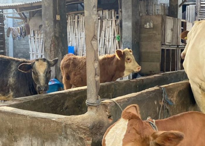 Jelang Idul Adha Harga Sapi Kurban Tembus Rp21 Juta, Daging Rp133.700 Perkilo
