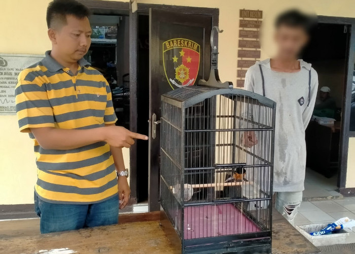 Pelaku Pencurian Murai Senilai Rp50 Juta Ditangkap, Kenal Korban 3 Bulan