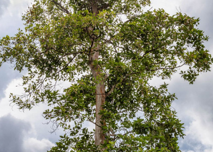 Upaya Konservasi dan Pelestarian : Peran Pohon Keruing dalam Keseimbangan Lingkungan Taman Nasional Way Kambas