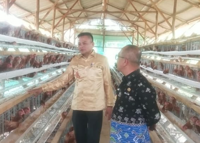 Dukung Program Ketahanan Pangan, Pemdes Mekar Sari Budidaya Ayam Petelur 