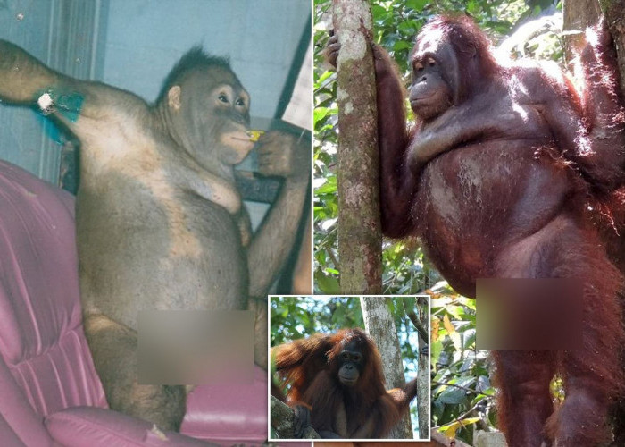 Pelanggaran Kesejahteraan Pada Hewan! Kasus Penyimpangan Seksual Pada Orangutan di Kalimantan Bernama Pony