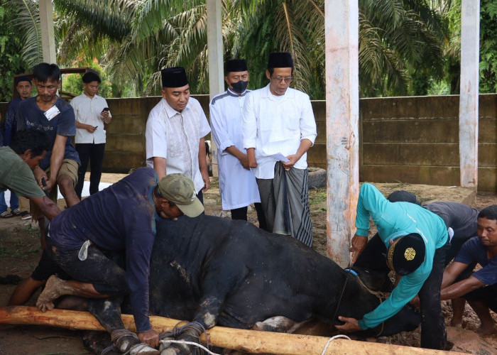 Polres Mesuji Gelar Penyembelihan 19 Hewan Kurban, 6 Sapi dan 13 Kambing