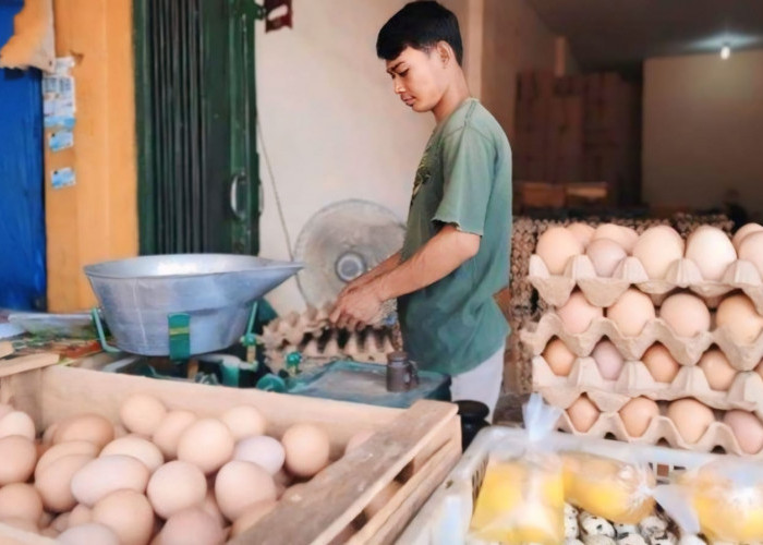 Wow... Harga Telur Ayam di Metro Tembus Hingga Rp 30 Ribu Per Kg Menjelang Nataru! 