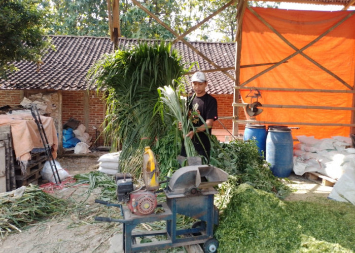Manfaatkan KUR BRI, Warga Ponorogo Ini Sukses Bangun Usaha Pakan Ternak
