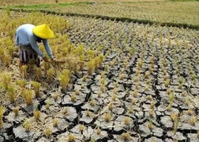 BMKG Sebut Lampung Jadi Salah Satu Daerah Paling Terdampak El Nino