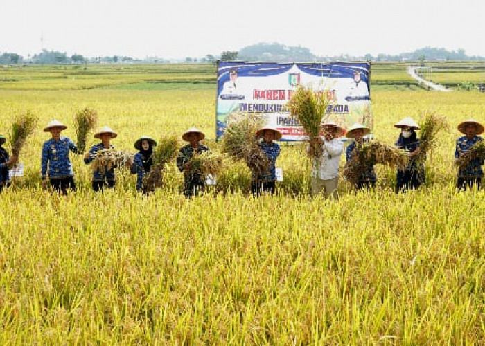 Dukung Swasembada Pangan, Bupati Pringsewu Panen Raya Padi di Pekon Fajaragung 