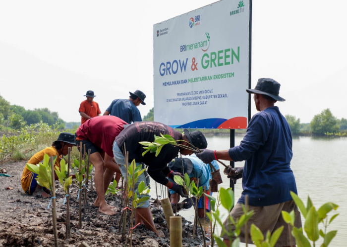 BRI Rayakan Hari Mangrove Sedunia dengan Penanaman 10.000 Pohon Mangrove di Muara Gembong