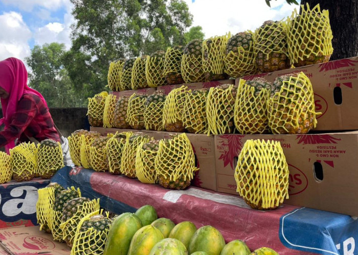 Nanas Madu, Jadi Primadona Baru Favorit Warga Kota Metro