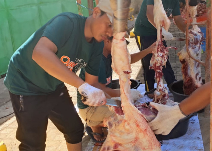 Hari Raya Idul Adha 1447 H, RSUM Metro Bersama LAZISMU Potong 13 Ekor Sapi dan 4 Ekor Kambing