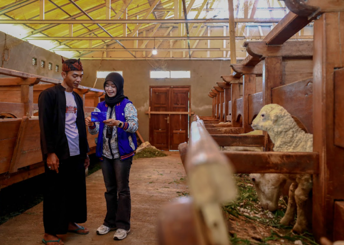 BRI Peduli Dorong Produktivitas Peternak Domba Garut di Desa BRILiaN Sukalaksana Garut