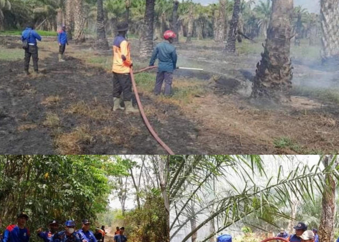 Sehari, 5 Lokasi Lahan Perkebunan Terbakar di Kecamatan Tanjung Raya 