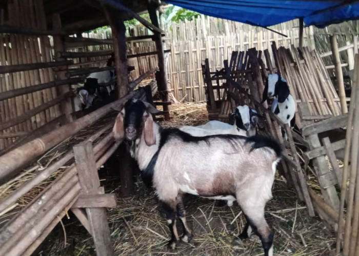 Stok Kambing Kurban di Sungkai Selatan Cukup, Harga Alami Kenaikan Tipis