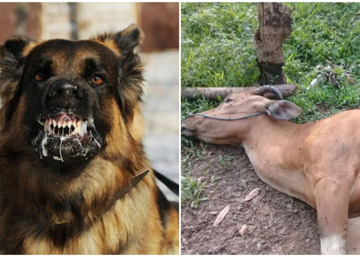 Penyakit Anjing Gila Tewaskan 2 Sapi Di Bali