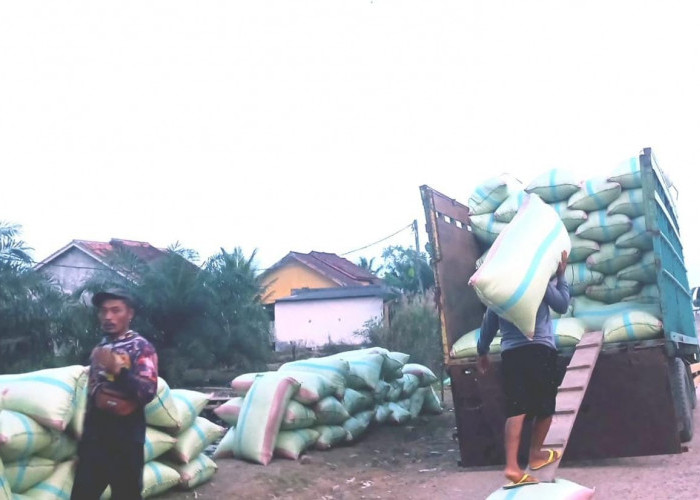 Panen Raya Mesuji, Puluhan Truk Antre di Area Persawahan