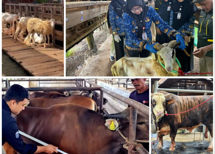 Sapi dan Domba Laris Manis, Penjualan Hewan Kurban Lampung Tembus Puluhan Ribu Ekor
