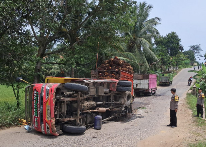 Patah As, Truk Bermuatan Sawit Terguling di Tanjakan Adiluwih Pringsewu