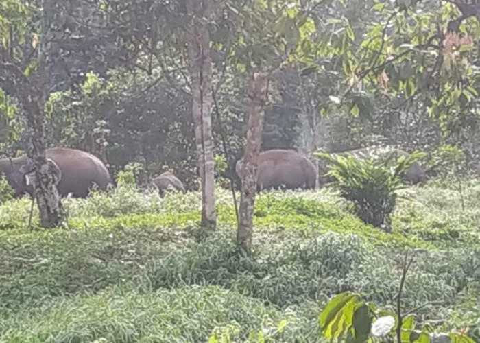 Kawanan Gajah Liar Turun ke Pekon Sedayu, Simak Cara Permanen Halau Mereka