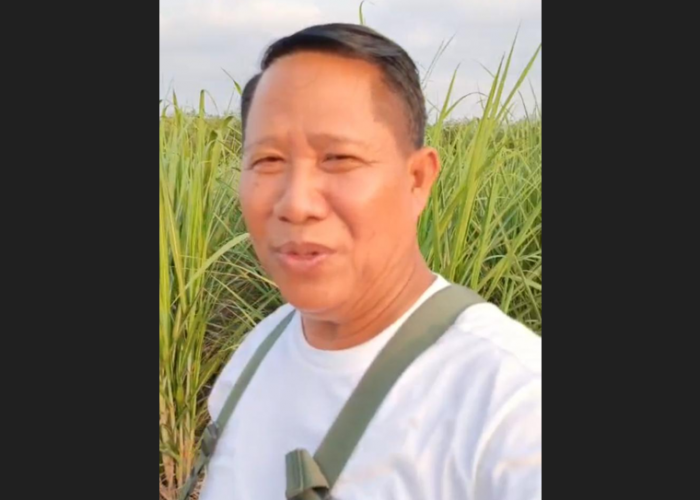 Terimakasih Kejati Lampung, Petani Tebu di Waykanan Mulai Panen