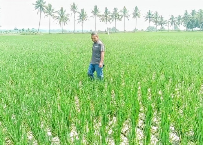 El Nino Mulai Mengancam Petani di Lampung Selatan