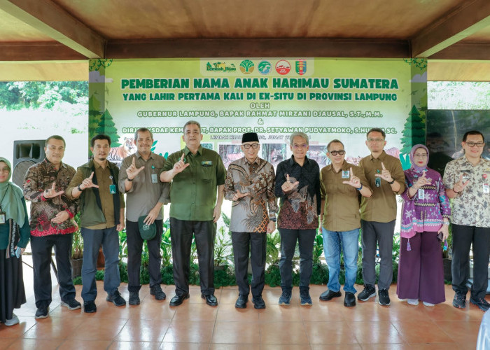 Gubernur Lampung Perkenalkan Dua Anak Harimau Sumatera di Taman Satwa Lembah Hijau