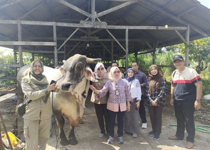2 Ekor Sapi Milik Warga Metro Utara Bakal Jadi Hewan Kurban Presiden RI