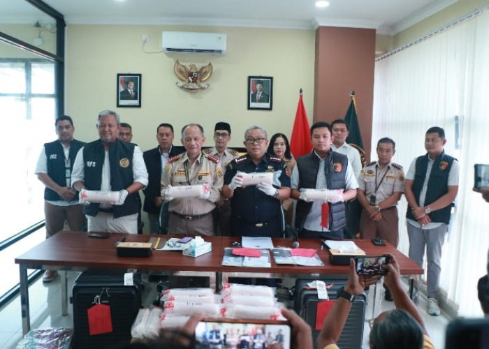 Bea Cukai Yogyakarta Gagalkan Penyelundupan 54.096 Baby Lobster di Bandara YIA