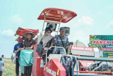 Mesuji Tetap Produktif di Tengah Kemarau, Panen Raya Padi di Rawa Jitu Utara Capai 8 Ton