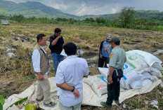 Serapan Tembus 101 Ribu Ton, BULOG DIY Perkuat Komitmen Dukung Swasembada Pangan