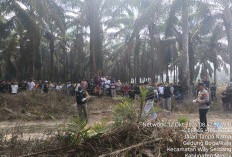 Polisi Identifikasi Jasad Wanita yang Ditemukan di Kebun Sawit Mesuji