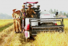Panen Raya Corporate Farming di Pekon Pujodadi, Bupati Pringsewu Dorong Pertanian Lebih Produktif