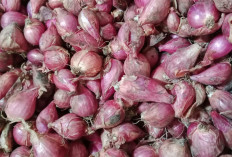 Harga Bawang Merah di Pasar Sekampung Tembus Rp37.000 per Kilogram