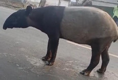 Kemunculan Tapir di Register 45 Mesuji Viral, Warga Diimbau Tetap Waspada