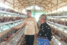 Dukung Program Ketahanan Pangan, Pemdes Mekar Sari Budidaya Ayam Petelur 