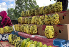 Nanas Madu, Jadi Primadona Baru Favorit Warga Kota Metro