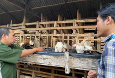 Jelang Idul Adha, Harga Hewan Kurban di Metro Naik hingga 30 Persen