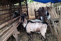 Stok Kambing Kurban di Sungkai Selatan Cukup, Harga Alami Kenaikan Tipis