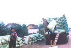 Panen Raya Mesuji, Puluhan Truk Antre di Area Persawahan