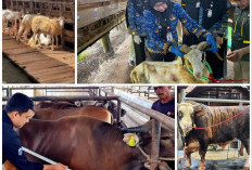 Sapi dan Domba Laris Manis, Penjualan Hewan Kurban Lampung Tembus Puluhan Ribu Ekor