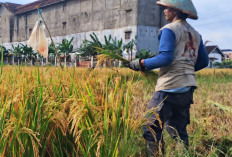 Rasa Syukur Petani Harga Gabah Tinggi dan Pupuk Murah