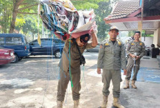 Satpol PP Sleman Tertibkan 24 Spanduk Ilegal, Pemkab Tegaskan Komitmen Jaga Keselamatan dan Ketertiban